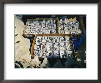 A Display Of Shark Tooth Jewelry by Clarita Berger Pricing Limited Edition Print image