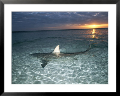 Blacktip Shark Fins, Carcharhinus Limbatus, Slice The Waters Surface by Brian J. Skerry Pricing Limited Edition Print image
