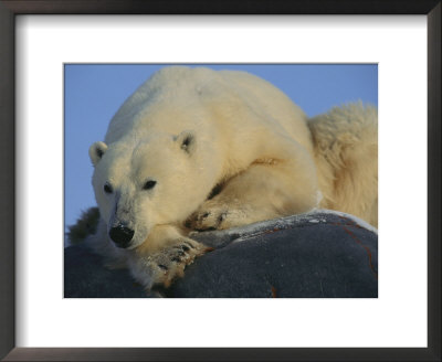A Portrait Of A Polar Bear by Norbert Rosing Pricing Limited Edition Print image