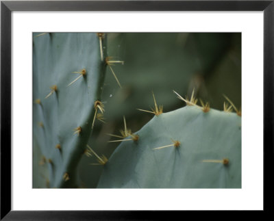 A Close View Of The Sharp Spines On A Prickly-Pear Cactus by Stephen St. John Pricing Limited Edition Print image