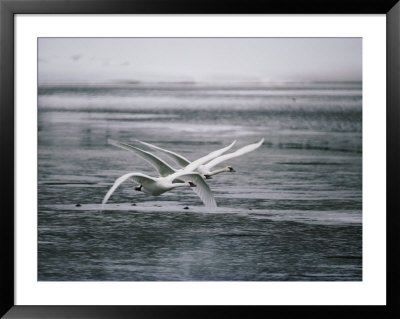 Trumpeter Swans Fly Low Over A River by Michael S. Quinton Pricing Limited Edition Print image