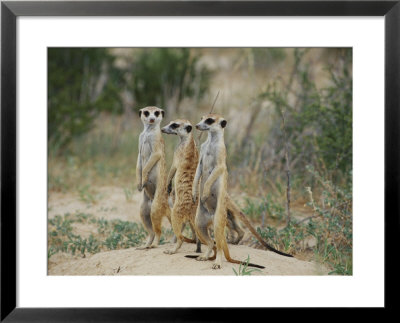Three Meerkats by Nicole Duplaix Pricing Limited Edition Print image
