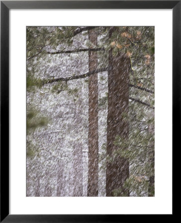 Snow Veils Conifer Trees Near Spooner Lake by Phil Schermeister Pricing Limited Edition Print image
