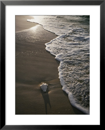 Conch Shell On The Beach by James L. Stanfield Pricing Limited Edition Print image