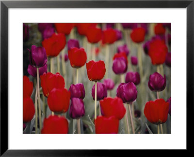 Bright Red And Purple Tulip Blossoms On Long Green Stems Grace The Hotel Gardens by Stephen St. John Pricing Limited Edition Print image