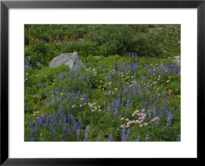 Wild Flower Meadow, Teton Crest Trail Wyoming by Raymond Gehman Pricing Limited Edition Print image