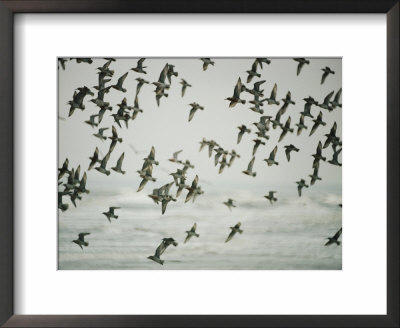 A Flock Of Birds In Flight by Jodi Cobb Pricing Limited Edition Print image