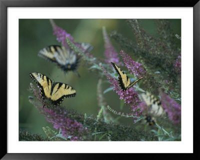 A Group Of Yellow Swallowtail Butterflies On Flowers by Taylor S. Kennedy Pricing Limited Edition Print image
