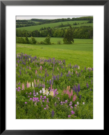 Lupines Grow In Front Of Hay Fields In Springtime by Taylor S. Kennedy Pricing Limited Edition Print image