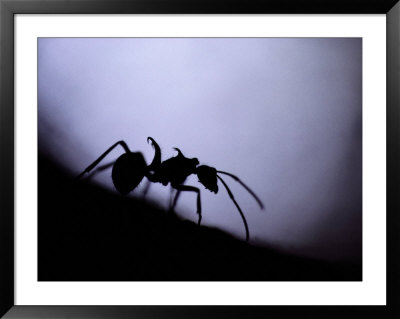 Close-Up Of A Silhouetted Ant by Mattias Klum Pricing Limited Edition Print image