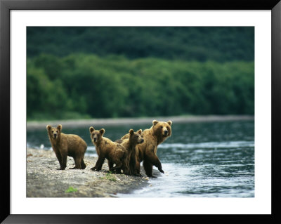 A Mother Brown Bear And Her Cubs At The Waters Edge by Klaus Nigge Pricing Limited Edition Print image