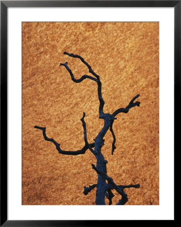 Tree Branch Silhouetted Against Rock In Uluru National Park by Jason Edwards Pricing Limited Edition Print image