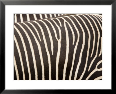 Closeup Of Two Grevys Zebras' Coats by Tim Laman Pricing Limited Edition Print image