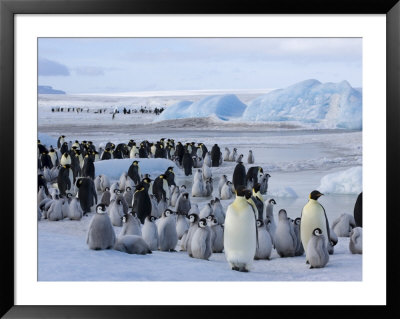 Colony Of Emperor Penguins (Aptenodytes Forsteri), Snow Hill Island, Weddell Sea, Antarctica by Thorsten Milse Pricing Limited Edition Print image