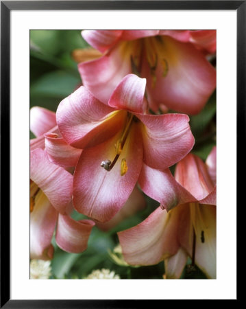 Lilium (Pink Perfection) by Mark Bolton Pricing Limited Edition Print image