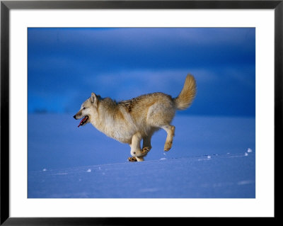 Arctic Wolf Runs In Snow, Canis Lupus Arctos by Lynn M. Stone Pricing Limited Edition Print image
