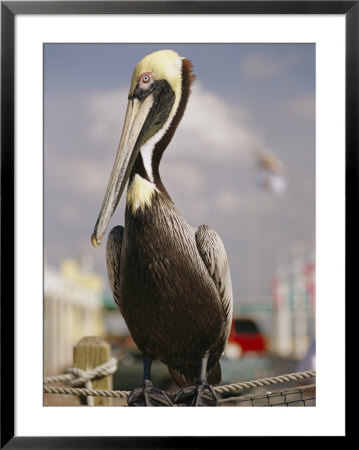 Pelican Visiting City Marina by Richard Nowitz Pricing Limited Edition Print image