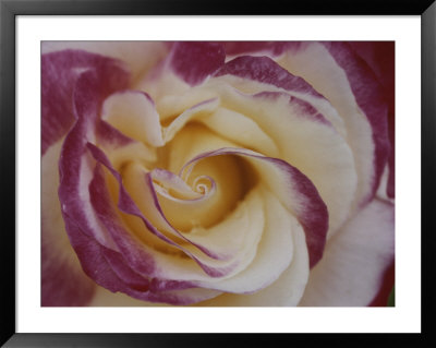 A Close View Of A Cream Colored Rose With Pink Edges by Ted Spiegel Pricing Limited Edition Print image