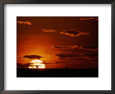 Distant Wildebeests Silhouetted Against The Setting Sun by Chris Johns Pricing Limited Edition Print image