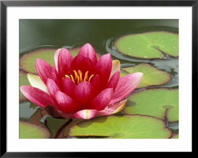 Water Lily Reflected In Pond, Woodland Park Zoo, Washington, Usa by Jamie & Judy Wild Pricing Limited Edition Print image