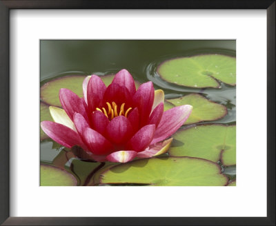 Water Lily And Pads In Woodland Park Zoo Rose Garden, Seattle, Washington, Usa by Jamie & Judy Wild Pricing Limited Edition Print image