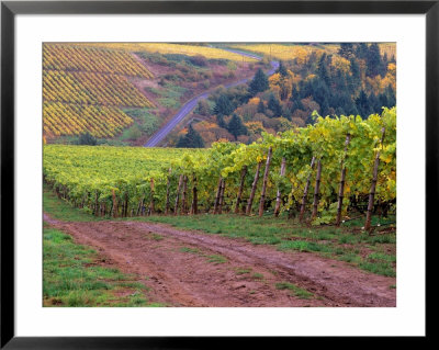 Dirt Road Along Acres Of Vines At Knutsen Vineyard In The Willamette Valley, Oregon, Usa by Janis Miglavs Pricing Limited Edition Print image