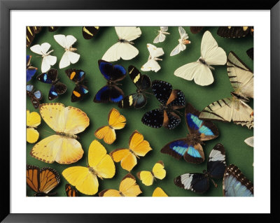Butterfly Specimens In A Lab Of The National Biodiversity Institute by Steve Winter Pricing Limited Edition Print image