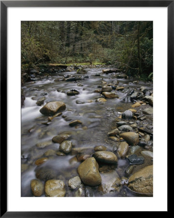 A View Of A Creek Bed In Oregon by Paul Nicklen Pricing Limited Edition Print image