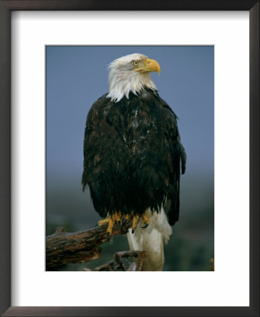 An American Bald Eagle Perched On A Dead Tree Limb by Paul Nicklen Pricing Limited Edition Print image