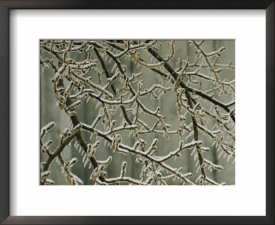 Tree Branches Encased In Ice by Sam Abell Pricing Limited Edition Print image