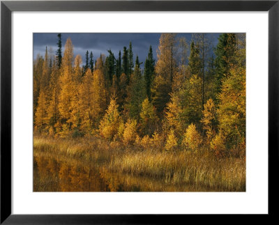 Autumn Colors Are Displayed In The Sedges And Tamarack Trees by Raymond Gehman Pricing Limited Edition Print image