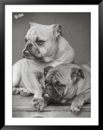 Two Unnamed Bulldogs Sit Together by Thomas Fall Pricing Limited Edition Print image