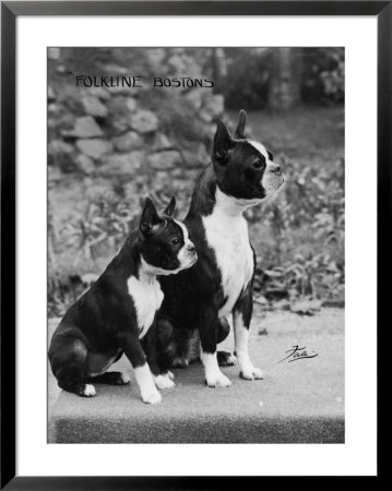 Champion Courtbarton Parlour Maid Owned By Pepper by Thomas Fall Pricing Limited Edition Print image