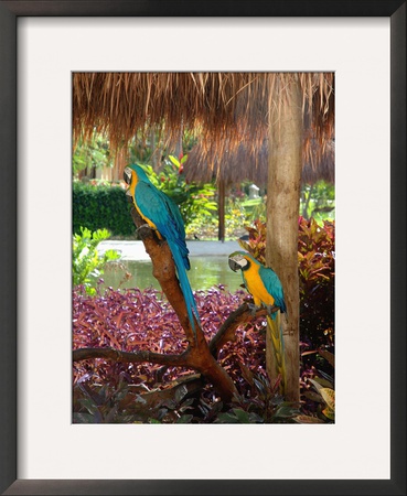 Two Blue And Gold Macaws Perched Under Thatched Roof by Lisa S. Engelbrecht Pricing Limited Edition Print image