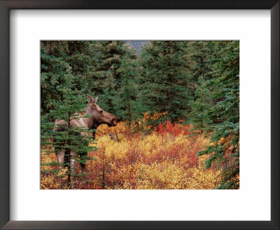 Female Moose In Denali National Park, Alaska, Usa by Dee Ann Pederson Pricing Limited Edition Print image