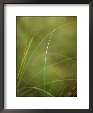Delicate Lime Green Grasses In The Forest Understorey, Bunyip State Forest, Australia by Jason Edwards Pricing Limited Edition Print image
