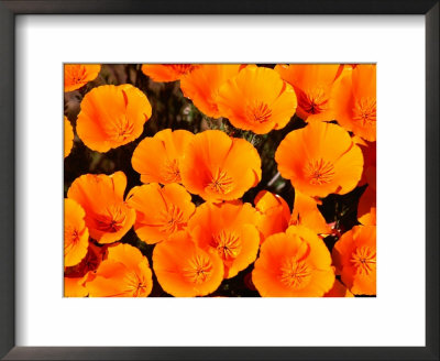 California Poppy Reserve, Antelope Valley, California by John Elk Iii Pricing Limited Edition Print image