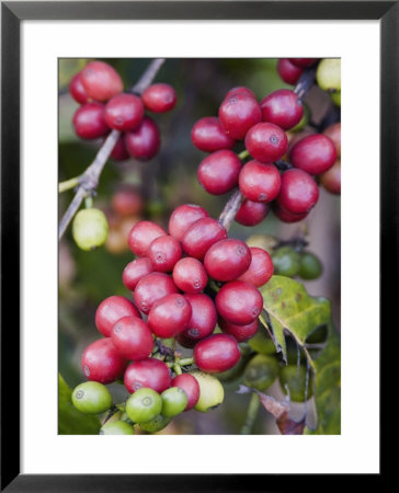 Ripe Coffee Berries, Kona Joe's Coffee Plantation, Kona, Hawaii by Ethel Davies Pricing Limited Edition Print image