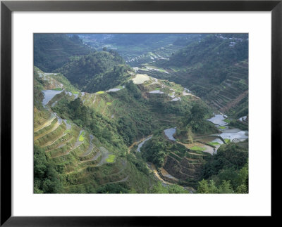 Banaue Terraced Rice Fields, Northern Area, Island Of Luzon, Philippines by Bruno Barbier Pricing Limited Edition Print image