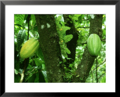 Cocoa, Pods, Tobago by Alastair Shay Pricing Limited Edition Print image
