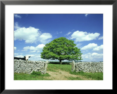 Oak Tree, With Cow & Dry Stone Wall Near Litton, Peak District National Park, Uk by Mark Hamblin Pricing Limited Edition Print image