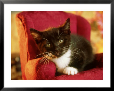 Tuxedo Kitten, Usa by Alan And Sandy Carey Pricing Limited Edition Print image