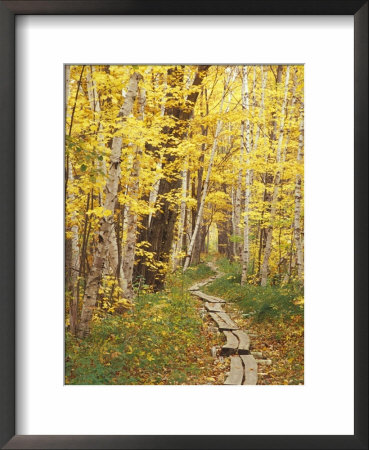 Jessup Trail And Birch In Fall Color, Acadia National Park, Maine, Usa by Darrell Gulin Pricing Limited Edition Print image