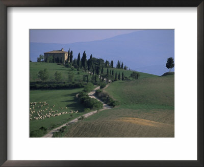 House And Cypress Trees, Val D'orcia, Siena Provice, Tuscany, Italy by Bruno Morandi Pricing Limited Edition Print image