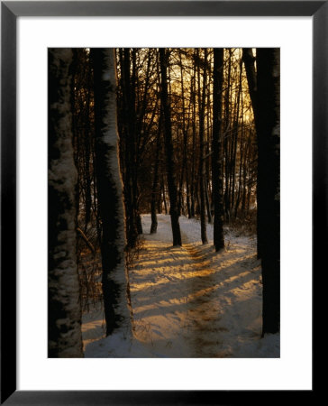 Snow-Covered Trees In Forest, Early Evening, Lithuania by Jonathan Smith Pricing Limited Edition Print image