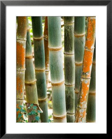 Bamboo, Doi Suthep, Thailand by Kristin Piljay Pricing Limited Edition Print image