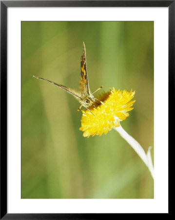 Correa Brown Butterfly On Flower Found In Mountains Above 1000 Meters by Jason Edwards Pricing Limited Edition Print image