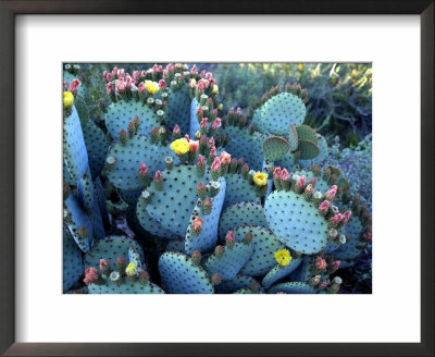 Beavertail Cactus, Desert Botanical Gardens, Phoenix, Arizona, Usa by Howie Garber Pricing Limited Edition Print image