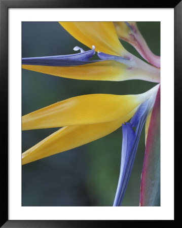 Bird Of Paradise, Hana, Maui, Hawaii, Usa by John & Lisa Merrill Pricing Limited Edition Print image