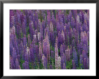 Lupines Growing Alongside Minnesotas U.S. Route 61 by Annie Griffiths Belt Pricing Limited Edition Print image
